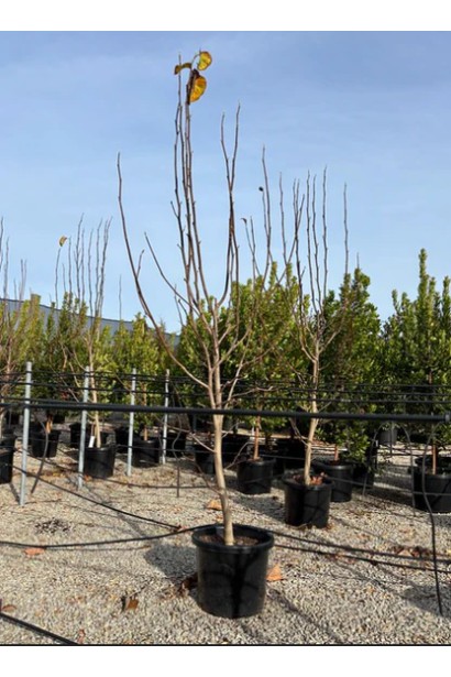 Магнолия Honey Tulip в горшке, готовая для посадки.